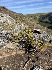 Tridactyle tridentata