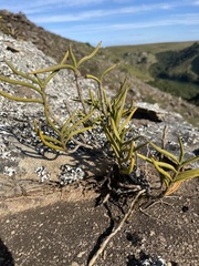 Tridactyle tridentata