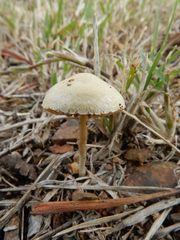 Agrocybe pediades