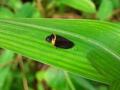 Phymatostetha deschampsi