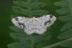 Idaea trigeminata