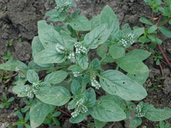 Heliotropium ellipticum