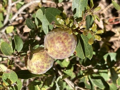 Andricus vacciniifoliae