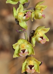 Epipactis kleinii