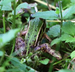 Pelophylax lessonae