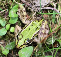 Pelophylax lessonae