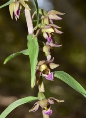 Epipactis helleborine tremolsii