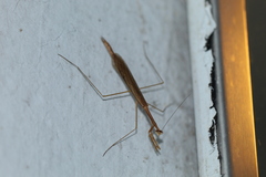 Bistanta mexicana
