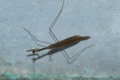 Bistanta mexicana