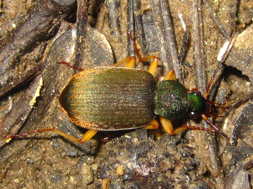 Achlaenius