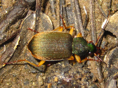 Chlaenius variicornis