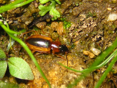 Agonum daimio