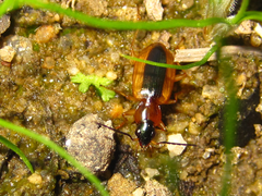 Agonum daimio