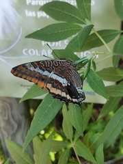 Charaxes jasius