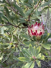 Protea × hybrida