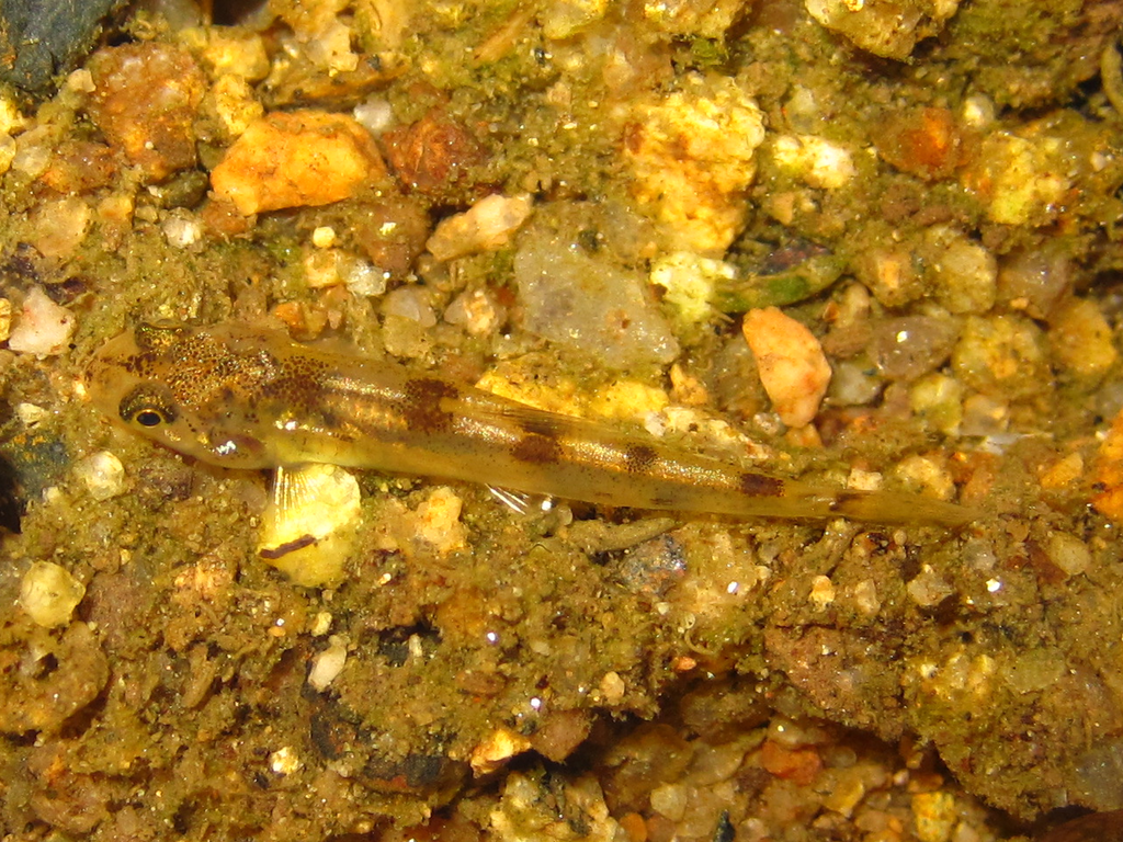 Springer's gudgeon (Biwia springeri) — Cyprinidae