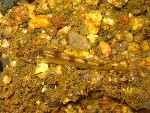 Springers grondelkarper (Biwia springeri) — Cyprinidae