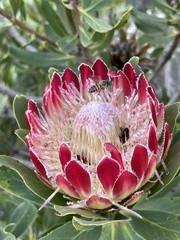 Protea × hybrida