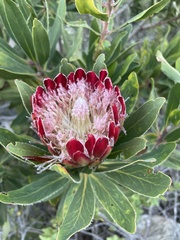 Protea × hybrida