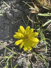Gazania linearis linearis