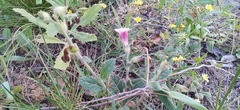Rehmannia glutinosa