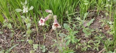 Rehmannia glutinosa