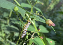 Cucullia scrophulariae