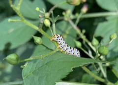 Cucullia scrophulariae