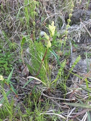 Koenigia tripterocarpa