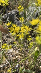 Bupleurum veronense