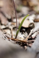Caladenia dilatata