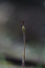 Caladenia dilatata