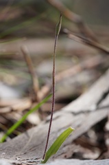 Caladenia dilatata