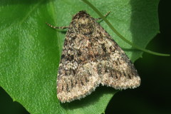 Condica aroana