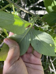 Cyphostemma hypoleucum