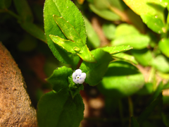 Bothriospermum secundum