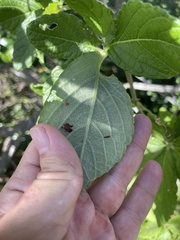 Cyphostemma hypoleucum