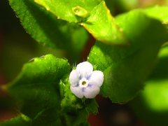 Bothriospermum secundum