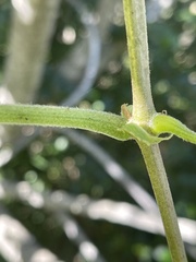 Cyphostemma hypoleucum