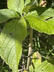 Cyphostemma hypoleucum