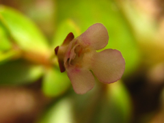 Lindernia procumbens