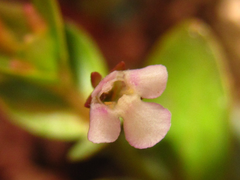 Lindernia procumbens