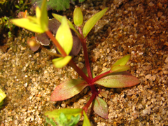 Lindernia procumbens