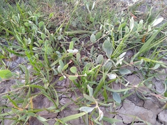 Atriplex portulacoides