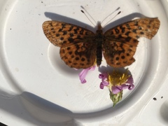 Boloria epithore