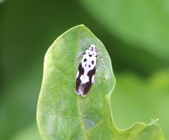 Ethmia quadrillella