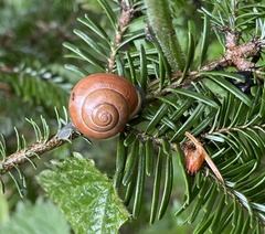 Cepaea hortensis