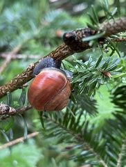Cepaea hortensis