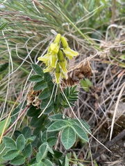 Astragalus umbellatus