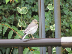 Motacilla alba lugens